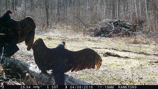 IMG_0145 2016 - Turkey Vultures drying their wings #2