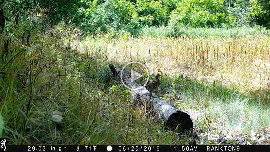 IMG_0158 2016 - Grouse with chick that falls from the left front, right at the beginning of the video