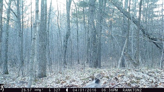 IMG_0244 2016 - Grouse #1