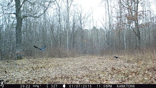 IMG_1354 2016 Oak Mdw crows