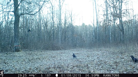 IMG_1442 2016 Oak Mdw crows