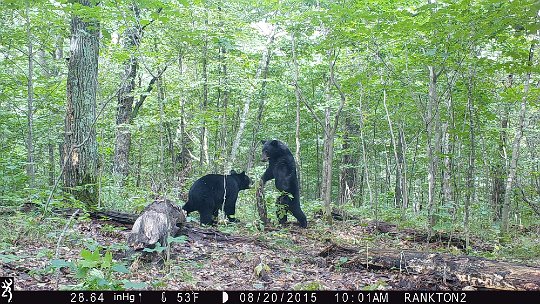 IMG_0268 2015 - Sparring cubs #3