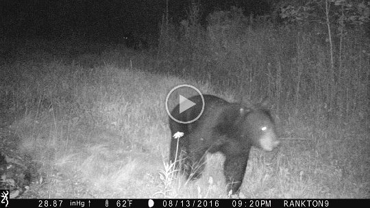 IMG_0061 2016 - Cabin meadow. Cubs