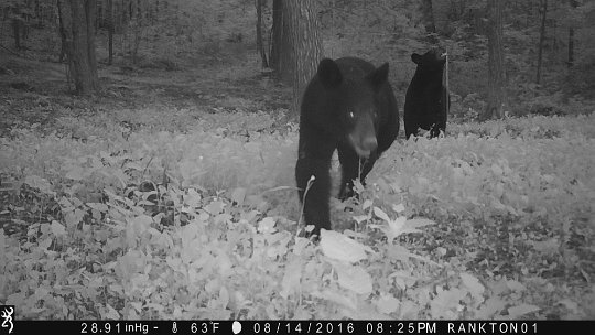 IMG_0092 2016 - East end. The cubs have grown a lot