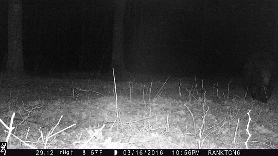 IMG_0112 2016 - Bruin at the Oak Meadow 150 yds further, heading south along man made trails. #3