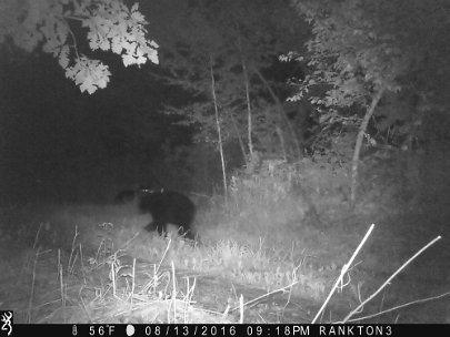 IMG_0132 2016 - Cabin Meadow. Sow, two cubs