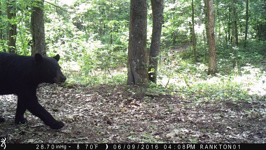 IMG_0150 2016 - East end bear before clearing the food plot