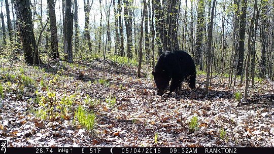 IMG_0397 2016 - Dark muzzle bruin bear??