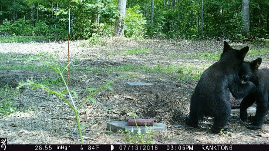 IMG_0428 2016 - These cubs aren't much bigger than the 50lb mineral lick. #1