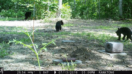 IMG_0438 2016 - These cubs aren't much bigger than the 50lb mineral lick. #2