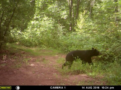 MFDC2865 2016 - Young sow w cub in tow