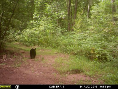 MFDC2866 2016 - Cub wandering with young sow