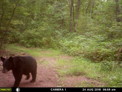 MFDC2926 2016 - Slough. Light muzzle cub