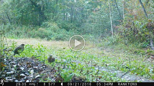 IMG_0021 2016 - Cabin MDW. Grouse in the rain