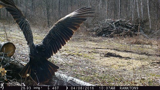 IMG_0038 2016 - Turkey Vultures drying their wings #1