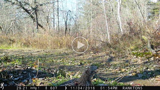 IMG_0042 2016 - Cabin Mdw. Grouse