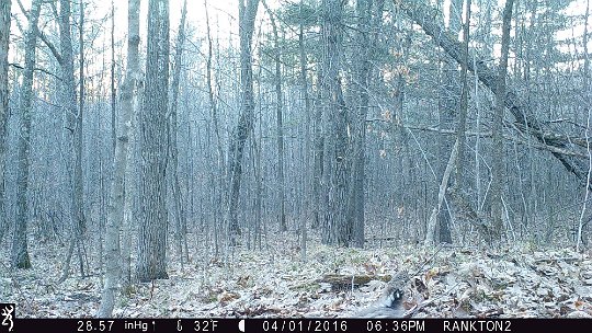 IMG_0245 2016 - Grouse #2