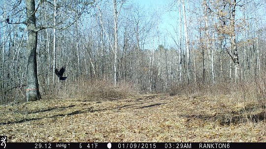 IMG_1576 2016 Oak Mdw crows