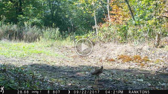 IMG_0008 2017 - Cabin mdw - Juvenile Northern Goshawk (Chicken Hawk) #1