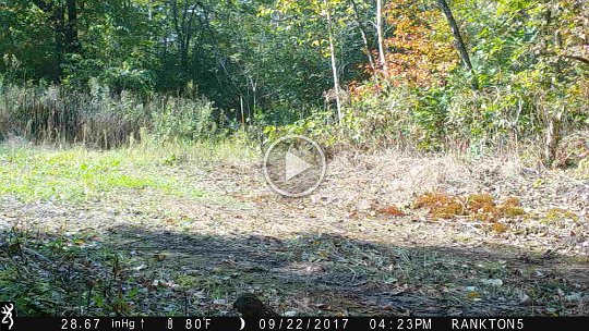 IMG_0009 2017 - Cabin mdw - Juvenile Northern Goshawk (Chicken Hawk) #2