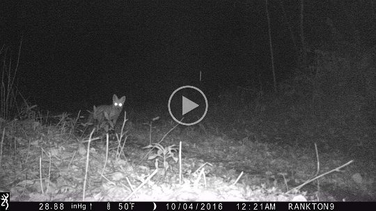 IMG_0082 2016 - Fox smelling bobcat scat - Cabin Mdw