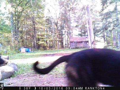 IMG_0934 2016 - Domestic dogs near cabin