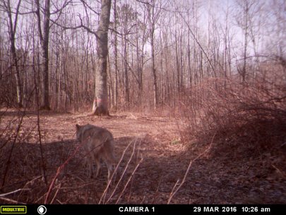 MFDC0987 2016 - Wolf Oak Meadow