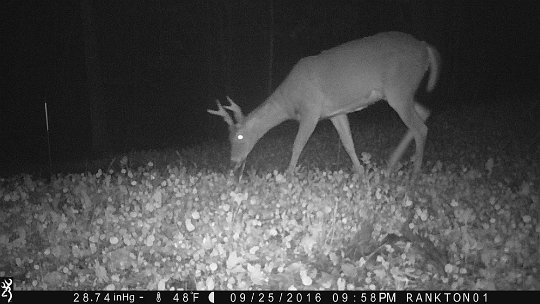 IMG_0232 2016 - East end food plot. Turnips, rape, and Brassica