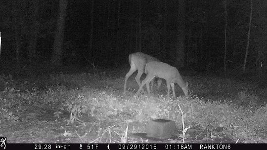 IMG_0274 2016 - Oak Mdw, this group browsed for almost 40 minutes