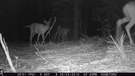 IMG_0361 2016 - Three bucks. Fork horn just leaving frame