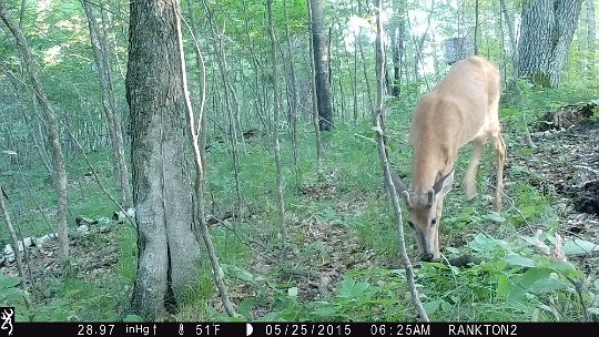 IMG_0107 2015 - May antlers coming nicely