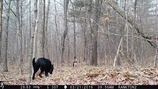 IMG_0142 2016 - domestic dogs following the trail of a panicked deer