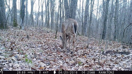 IMG_0456 2016 - Mineral lick near LLR stand