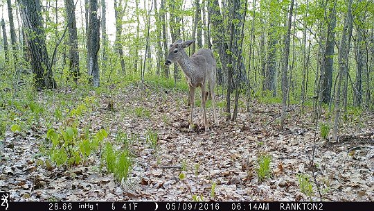 IMG_0621 2016 - antler buds #2