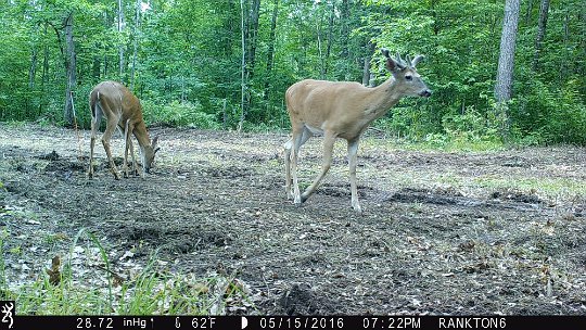 IMG_0622 2016 - Oak meadow bucks