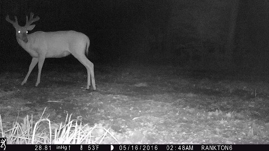 IMG_0699 2016 - Starting to grow large on a big bodied buck