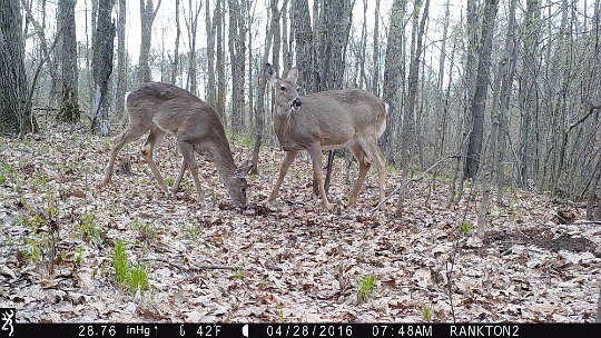 IMG_1304 2016 - Still in their winter coats