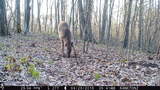 IMG_1491 2016 - It's only late April, but the antler buds have started