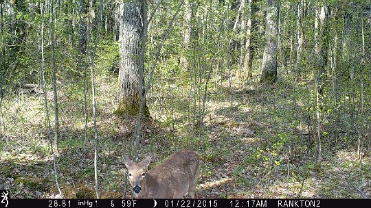 IMG_0006 2017 - Deep pines RW road. The deer even see the elevated cameras