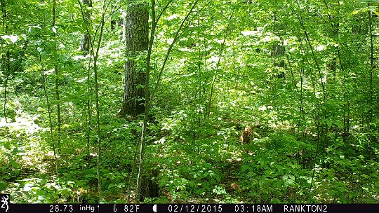 IMG_0063 2017 - Deep pines RW road. Fawn