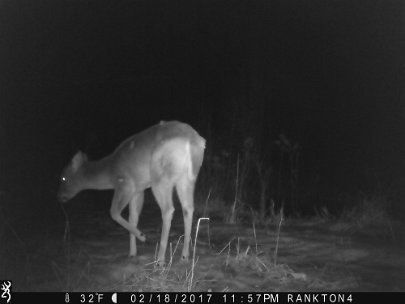 IMG_0114 2017 - This doe has been shot three times with a small caliber bullet. It broke the left front leg, pierced theupper side above the lungs, and anther at the...