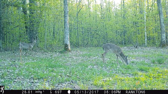 IMG_0213 2017 - Oak mdw. Deer back 8 hours after we left