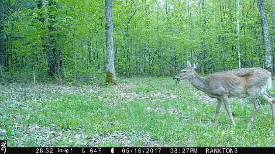 IMG_0295 2017 - Oak mdw. Doe eating after giving birth