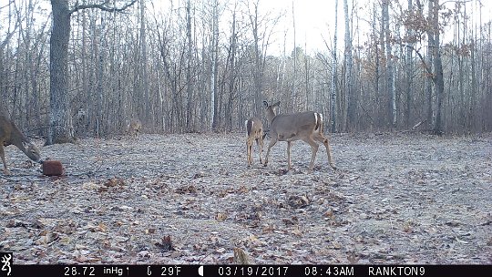 IMG_0325 2017 - four deer using feed block