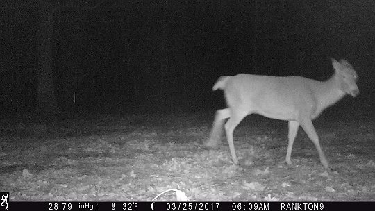 IMG_0506 2017 - Doe sticking out tongue