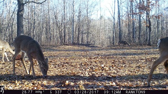 IMG_0593 2017 - four deer using feed block