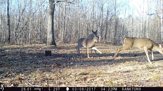 IMG_0950 2017 - Three deer playing