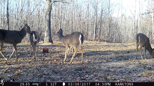 IMG_1033 2017 - Five deer in the Oak Meadow