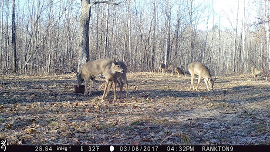 IMG_1048 2017 - Six deer, Oak mdw, working the meneral block