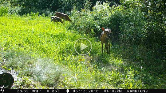 IMG_0046 2016 - We need to figure out what that grass is. They're eating it like candy